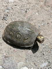 Rhinoclemmys rubida rubida