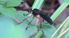 Diogmites platypterus