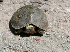 Rhinoclemmys rubida rubida