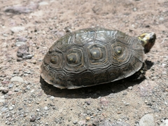 Rhinoclemmys rubida rubida