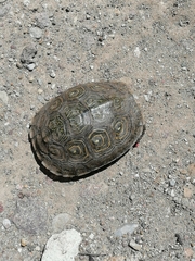 Rhinoclemmys rubida rubida