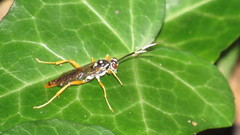Cratichneumon w-album