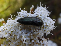 Acmaeodera cuprina