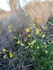 Bunias erucago