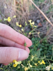Bunias erucago