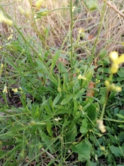 Bunias erucago