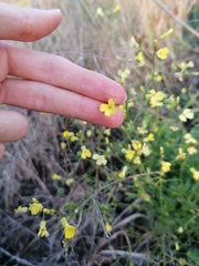 Bunias erucago