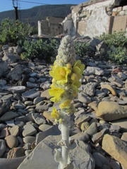 Verbascum gnaphalodes
