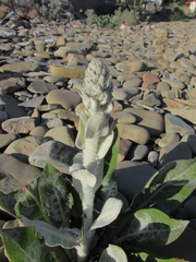 Verbascum gnaphalodes