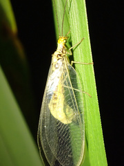 Nothochrysa fulviceps