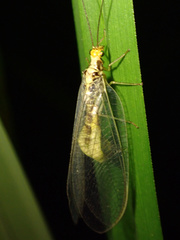 Nothochrysa fulviceps