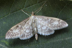 Anania lancealis