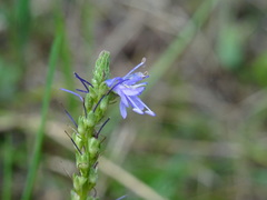 Veronica barrelieri