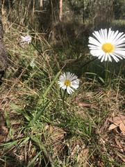 Allittia cardiocarpa