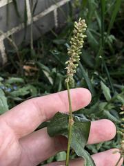 Persicaria tomentosa