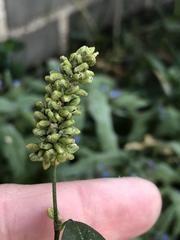 Persicaria tomentosa
