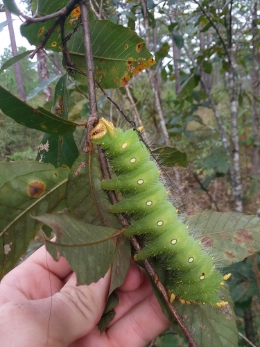 Imperial moth
