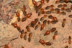 Syntermes molestus