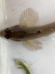 Neogobius fluviatilis