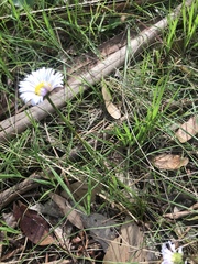 Allittia cardiocarpa