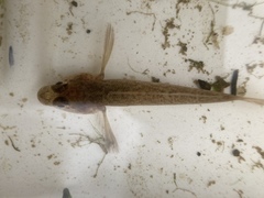 Neogobius fluviatilis