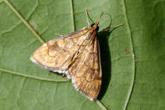 Anania verbascalis