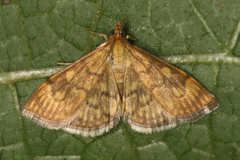 Anania verbascalis