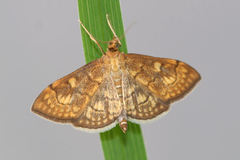 Anania verbascalis