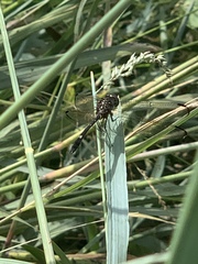 Dythemis nigrescens