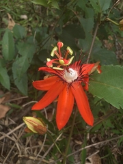 Passiflora miniata