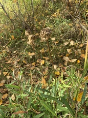 Leucanthemum × superbum