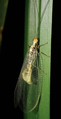 Nothochrysa fulviceps