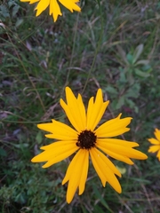 Coreopsis gladiata