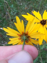 Coreopsis gladiata