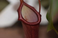 Nepenthes alata