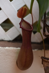 Nepenthes alata