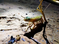 Stenodactylus doriae