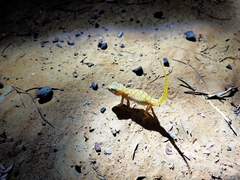 Stenodactylus doriae