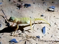 Stenodactylus doriae