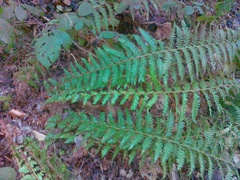 Polystichum × luerssenii