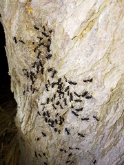 Camponotus xerxes
