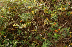 Lonicera sempervirens sempervirens