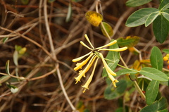 Lonicera sempervirens sempervirens