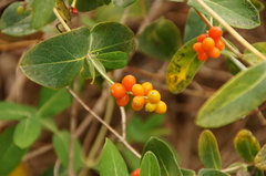 Lonicera sempervirens sempervirens