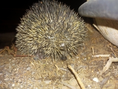 Paraechinus