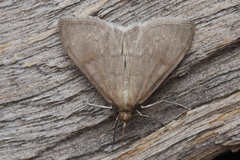 Anania fuscalis