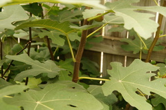 Ficus carica