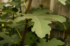 Ficus carica