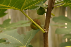Ficus carica