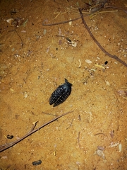 Julodis